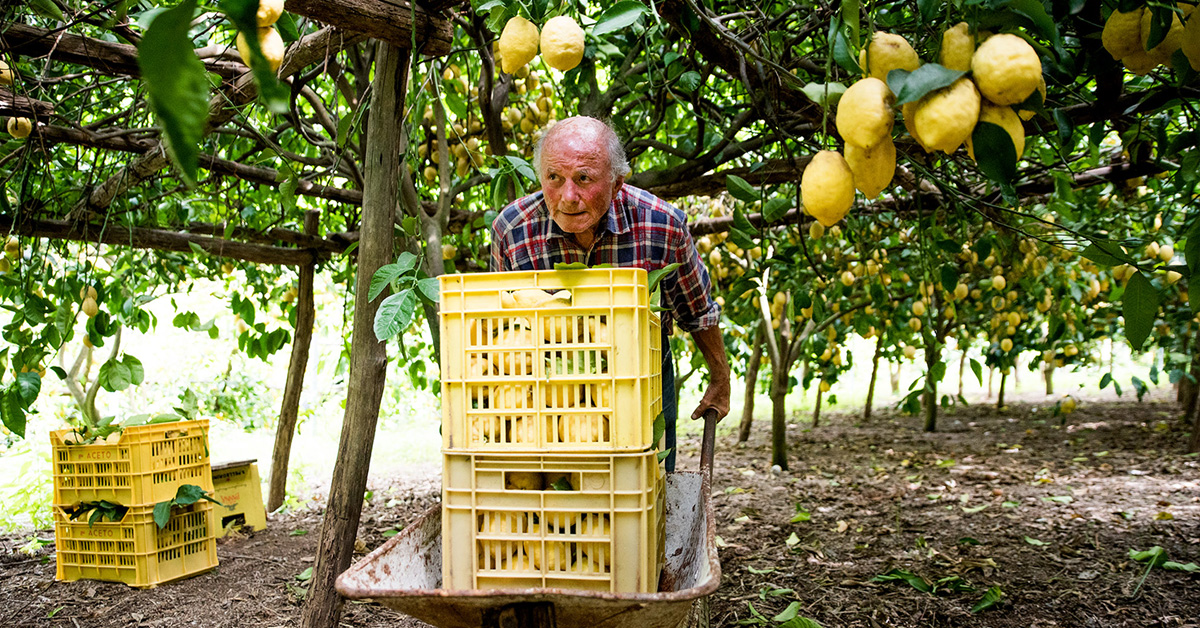 azienda_agricola_aceto_amalfi
